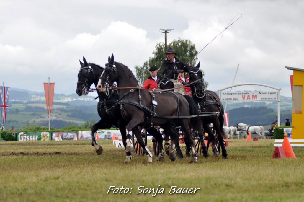 Christian Schlögelhofer fuhr beim CAI3* Altenfelden (OÖ) zum Österreichischen Meistertitel der Vierspänner. © Sonja Bauer