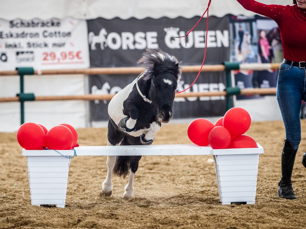 Pferdesport, Messe und Show bei der Apropos Pferd in der Arena Nova in Wr. Neustadt. © Michael Graf