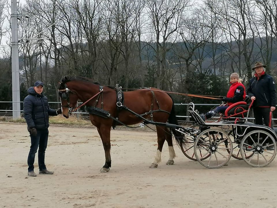 Training mit Top-Vierspännerfahrer Glenn Geerts (BEL) im URFV Allhartsberg. © privat